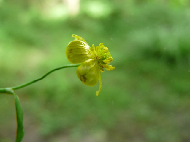 Renoncule flammette - Ranunculus flammula