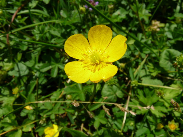 Renoncule rampante - Ranunculus repens