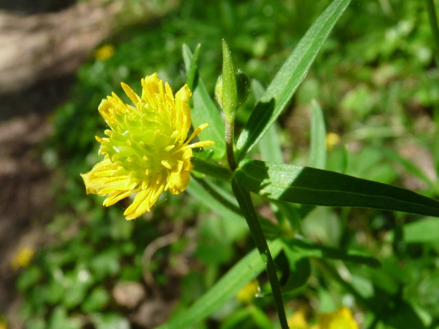 Renoncule tête d'or -  Ranunculus auricomus