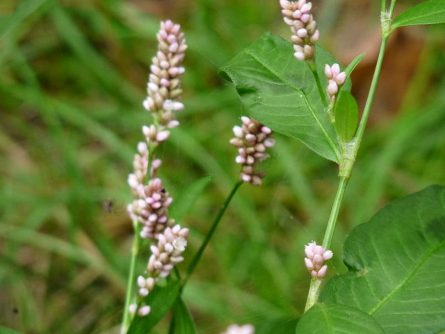 Renouée persicaire - Polygonum persicaria