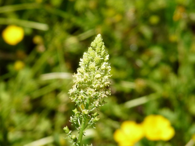 Réséda jaune - Reseda lutea