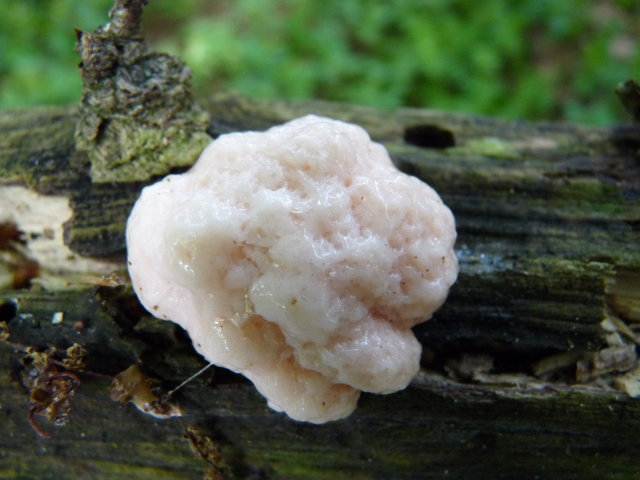 Réticulaire vesse-de-loup - Reticularia lycoperdon (2)