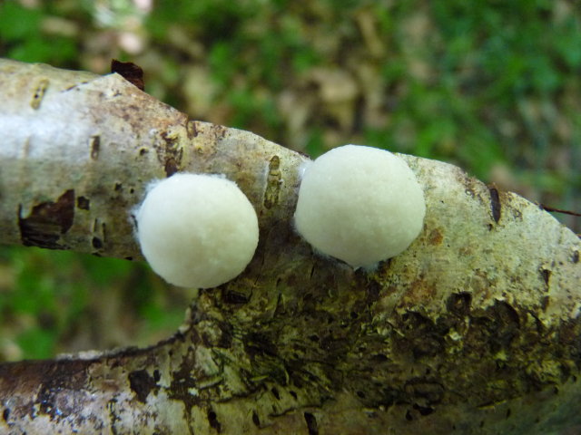 Réticulaire vesse-de-loup - Reticularia lycoperdon