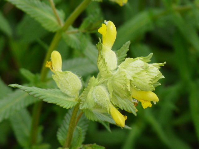 Rhinanthe crête de coq - Rhinanthus alectorolophus (2)