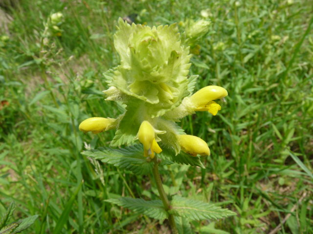 Rhinanthe crête de coq - Rhinanthus alectorolophus