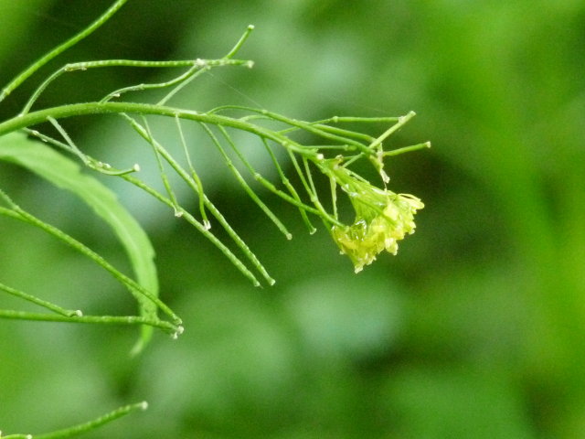 Roquette jaune - Sisymbrium irio (2)