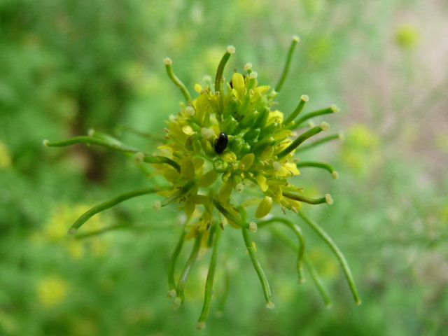 Roquette jaune - Sisymbrium irio (3)