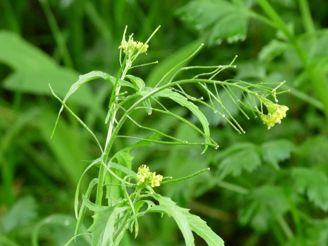 Roquette jaune - Sisymbrium irio