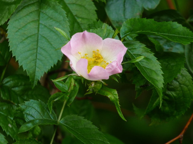 Rosier des chiens - Rosa canina (2)