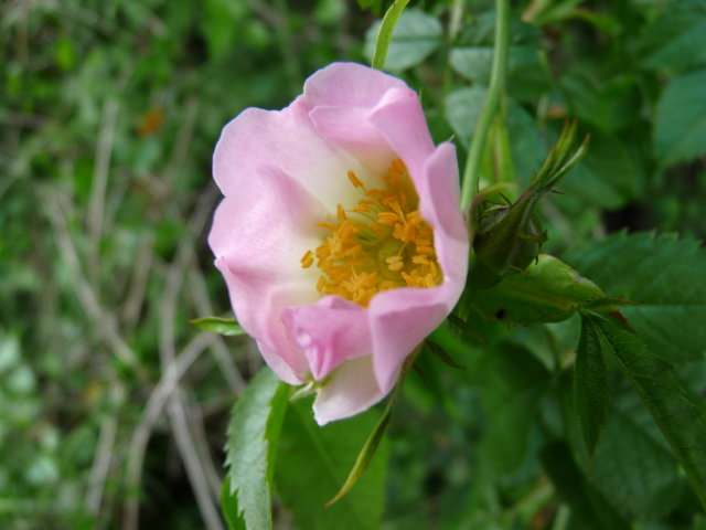 Rosier des chiens - Rosa canina