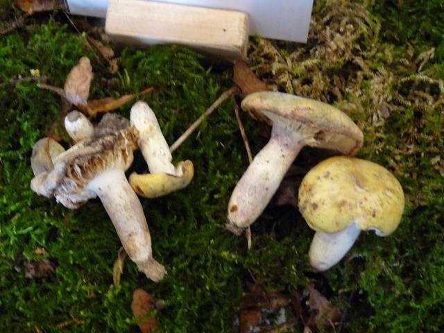 Russule-à-pied-violet - Russula violeipes