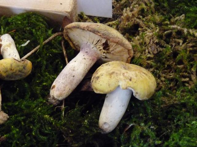 Russule à pied violet - Russula violeipes