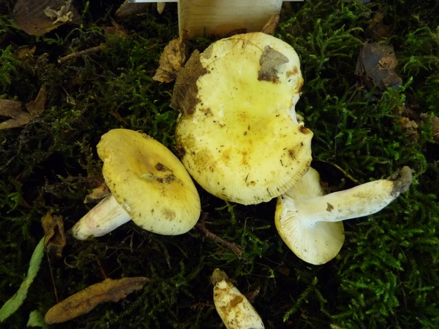 Russule-à-pied-violet-variété-citrine--Russula-violeipes var. Citrina