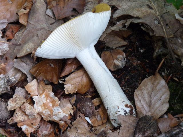 Russule blanc et ocre - Russula ochroleuca