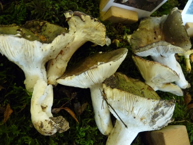 Russule-charbonnière--Russula-Cyanoxantha