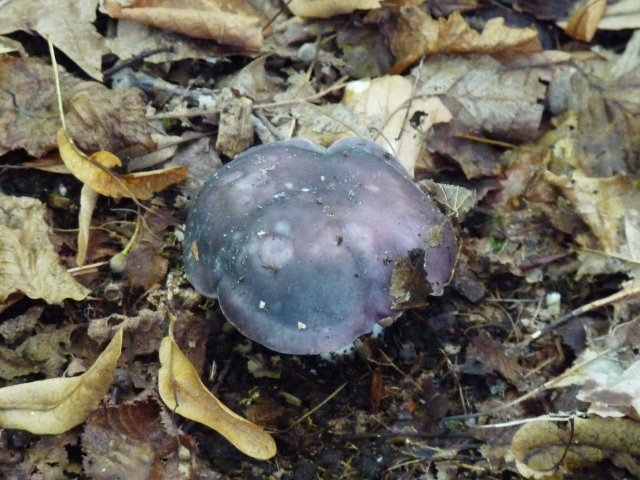 Russule charbonnière - Russula cyanoxantha