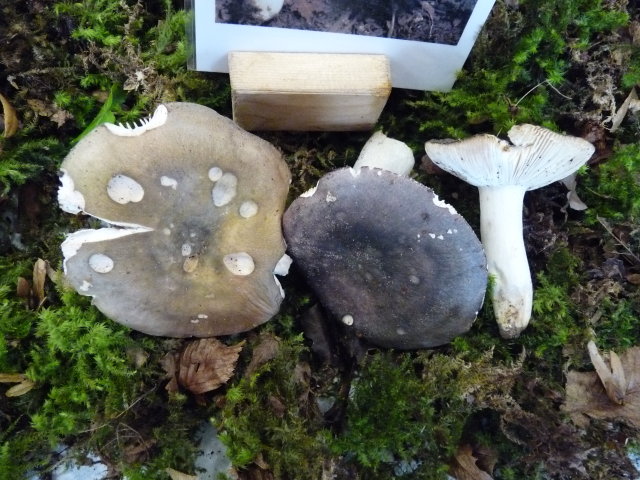 Russule charbonnière - Russula cyanoxantha