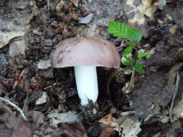 Russule comestible - Russula vesca