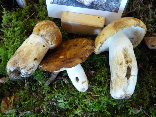 Russule fétide - Russula foetens