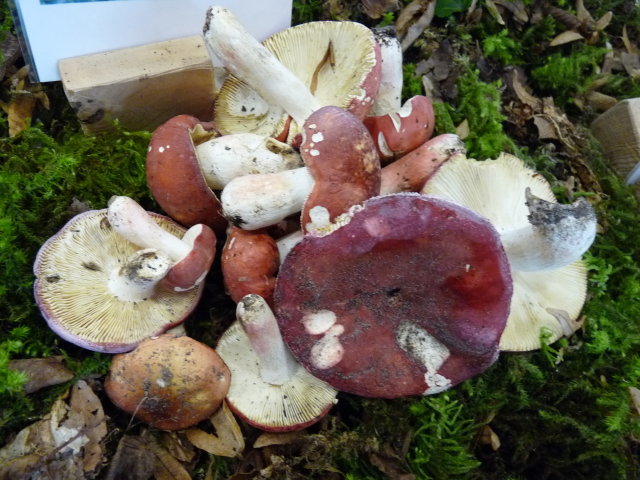 Russule jolie - Russula lepida (2)