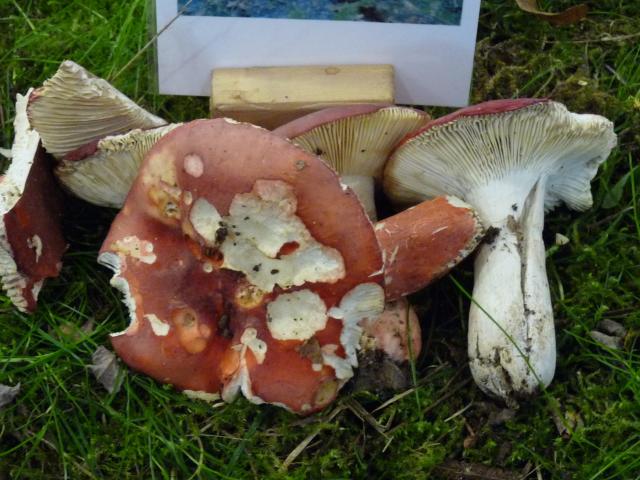 Russule jolie - Russula lepida (3)