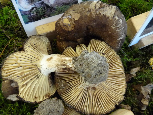 Russule noircissante - Russula nigricans