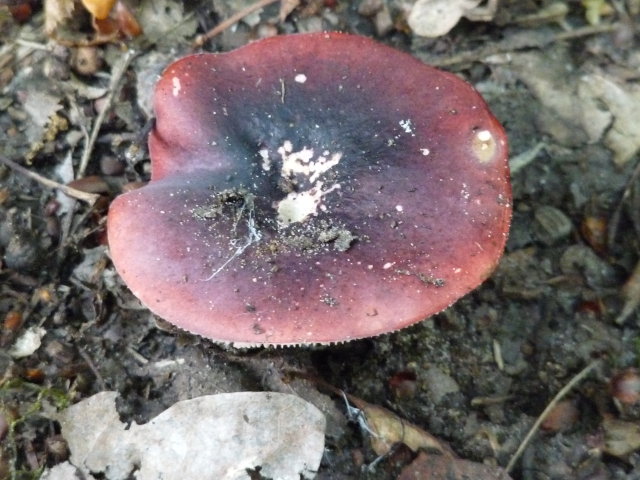 Russule noire et pourpre - Russula atropurpurea