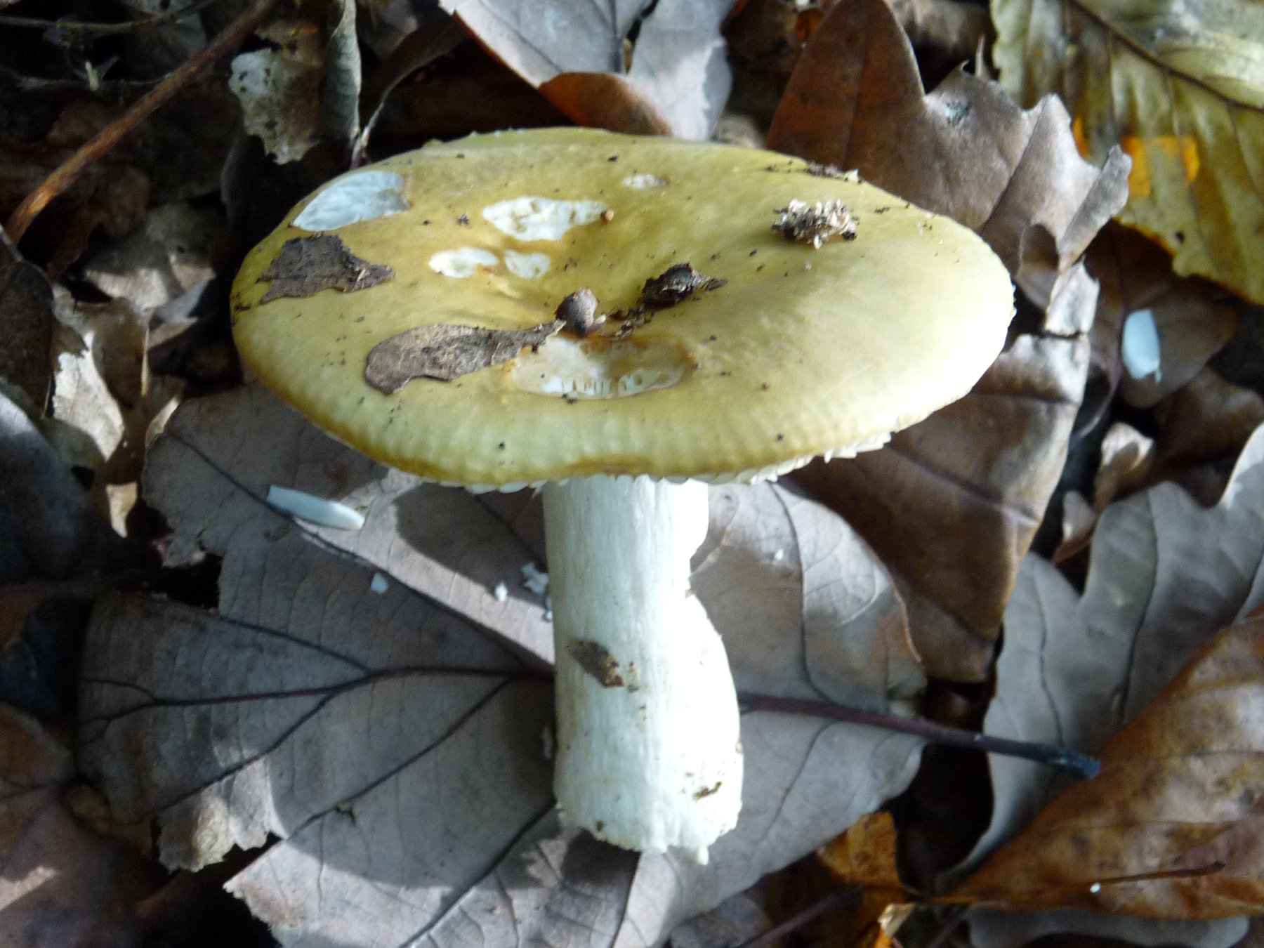 Russule ocre et blanche - Russula ochroleuca