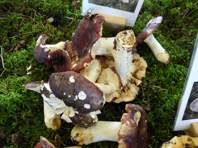 Russule pourpre et noire - Russula atropurpurea