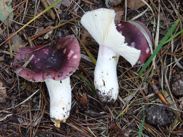 Russule sardoine - Russula sardonia