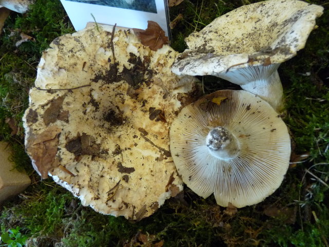 Russule verdâtre - Russula chloroides