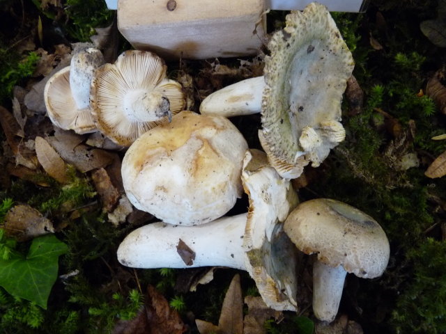 Russule verdoyante - Russula virescens (2)