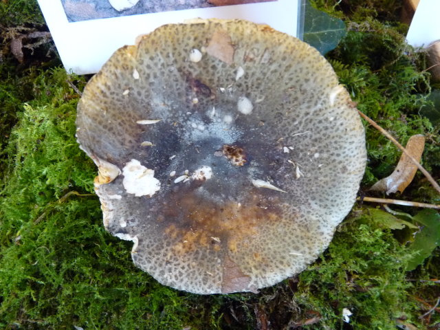 Russule verdoyante - Russula virescens (3)