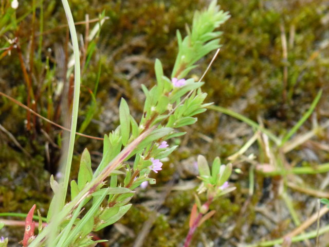 Salicaire à feuilles d'hysope - Lythrum hyssopifolia