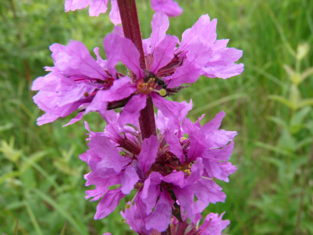 Salicaire commune - Lythrum salicaria (2)