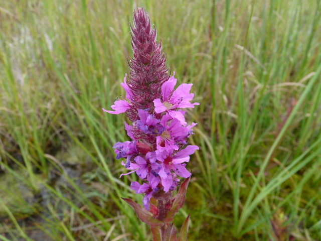 Salicaire commune - Lythrum salicaria (3)