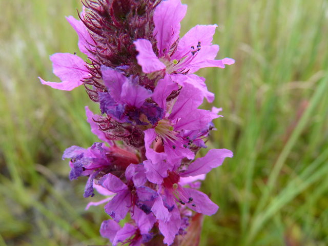 Salicaire commune - Lythrum salicaria (4)