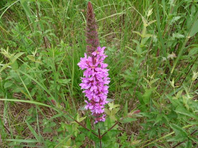 Salicaire commune - Lythrum salicaria (5)