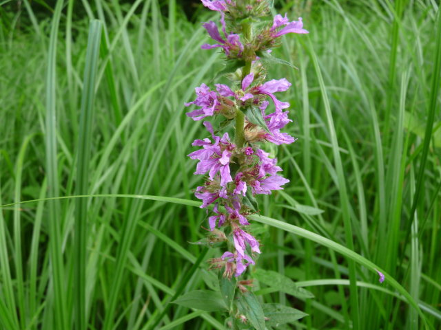 Salicaire commune - Lythrum salicaria (6)