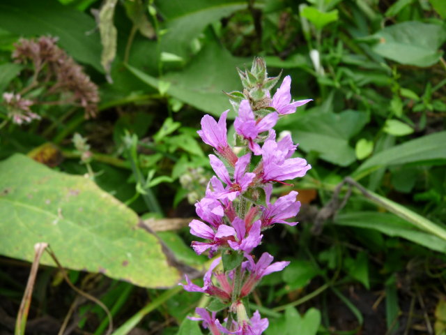 Salicaire commune - Lythrum salicaria