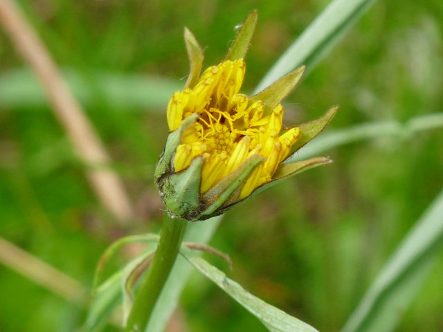 Salsifis des prés - Tragopogon pratensis