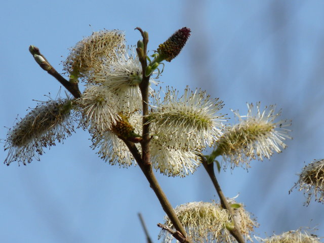 Saule Marsault - Salix caprea