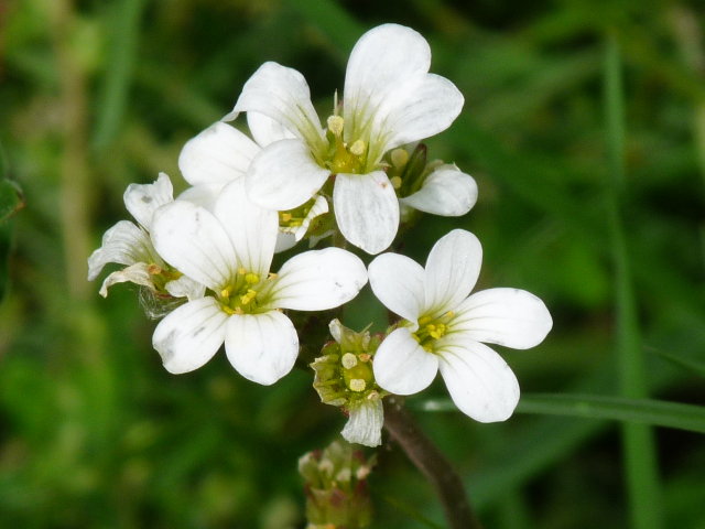 Saxifrage granulé - Saxifraga granulata