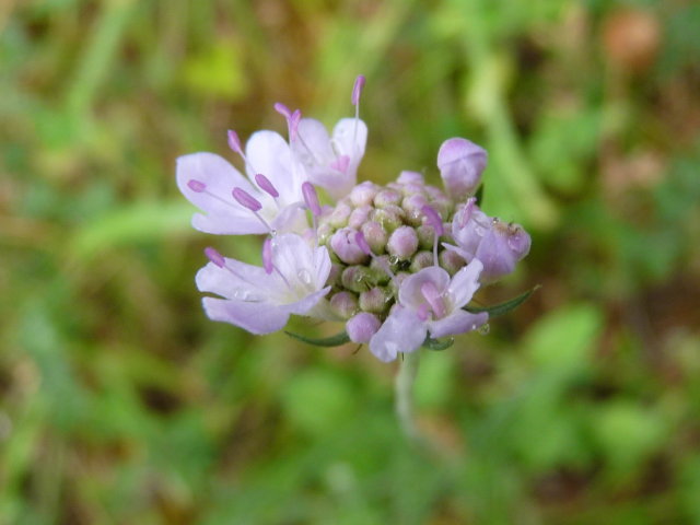 Scabieuse colombaire - Scabiosa columbaria