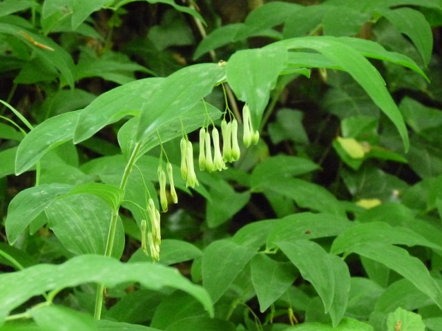 Sceau de Salomon multiflore - Polygonatum multiflorum (2)