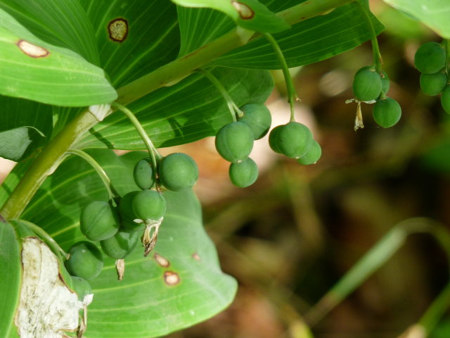 Sceau de Salomon multiflore - Polygonatum multiflorum (3)