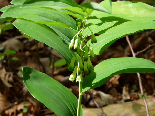 Sceau de Salomon multiflore - Polygonatum multiflorum