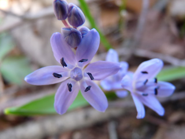 Scille à deux feuilles - Scilla bifolia (2)