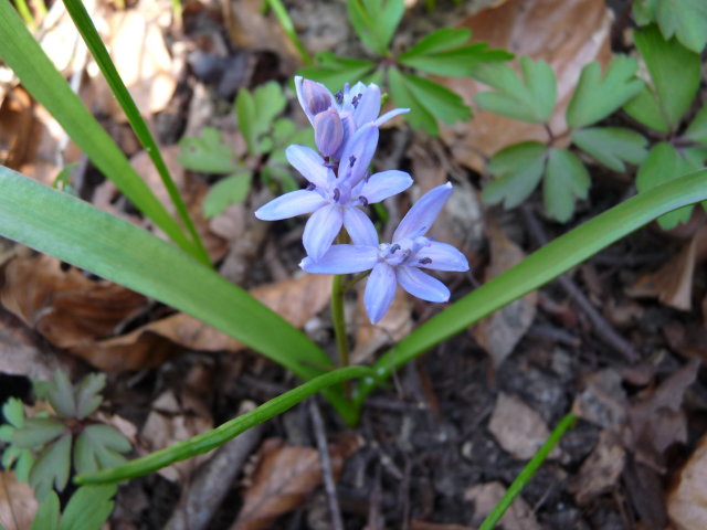 Scille à deux feuilles - Scilla bifolia