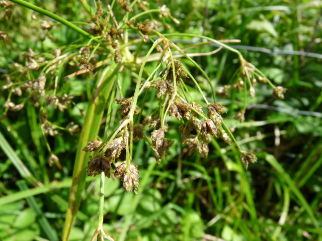 Scirpe des bois - Scirpus sylvaticus (2)